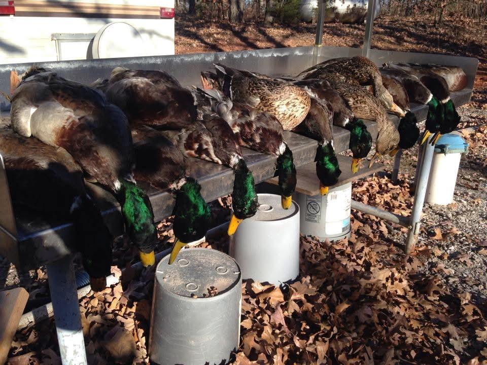 A group of mallards, including several green-necked males, perched on a metal feeder frame outdoors on a ground covered in dry brown leaves. White plastic buckets are used as feeders or perches.