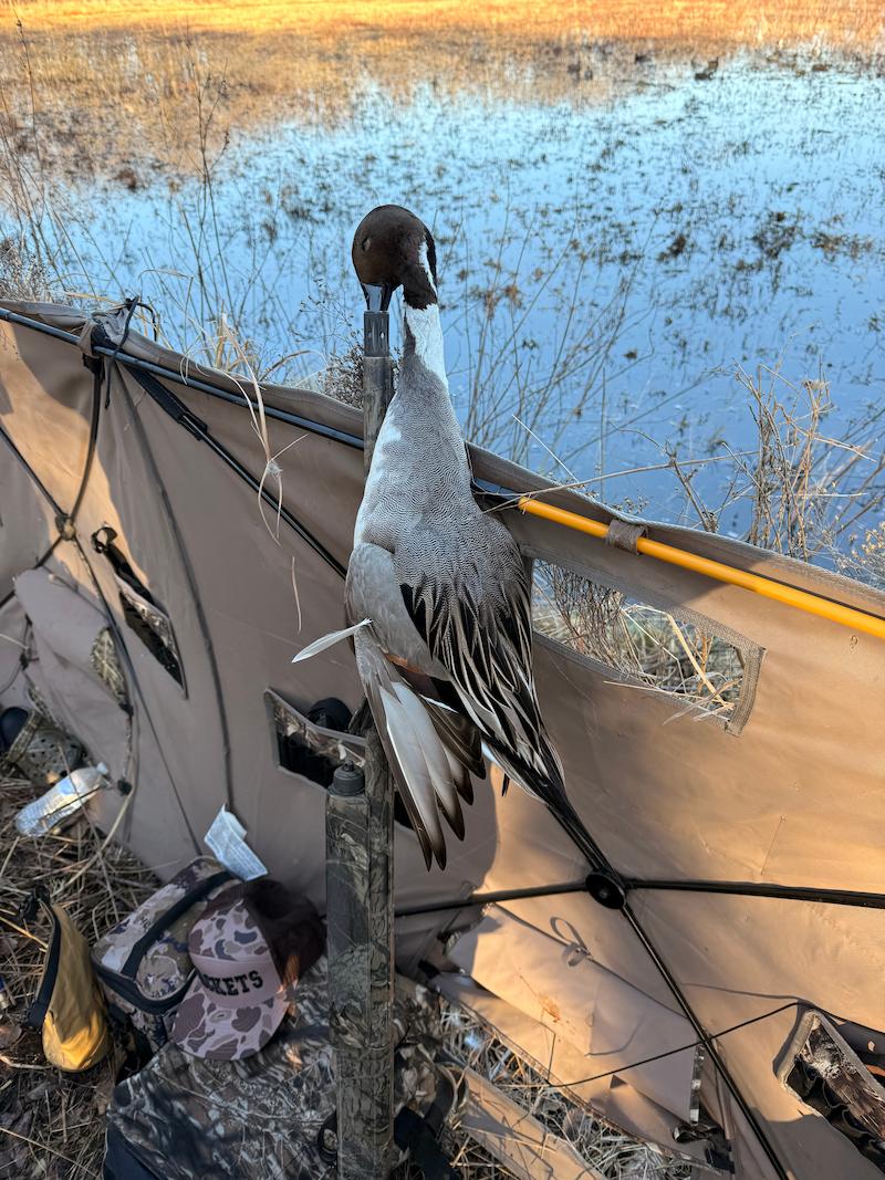 A duck hunter's camouflage tent pitched outdoors next to a marsh or wetland with water and reeds in the background. A duck is perched on the tent pole in the center of the frame.